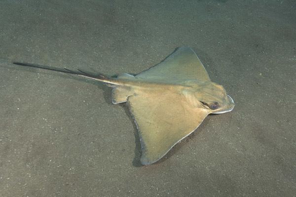 Common eagle ray Information about the Common Eagle Ray Myliobatis aquila