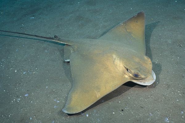 Common eagle ray Common Eagle Ray Pictures images of myliobatis aquila