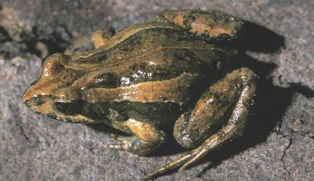 Common eastern froglet Common Eastern Froglet Biodiversity of the Western Volcanic Plains