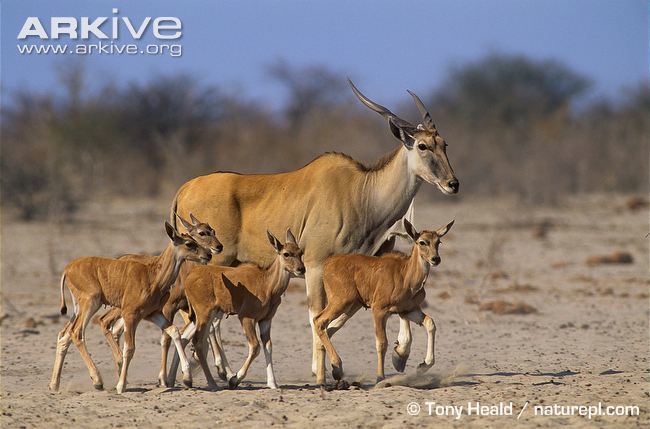 Common eland Common eland photos Tragelaphus oryx ARKive