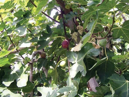 Common fig fig plant and fruit Britannicacom