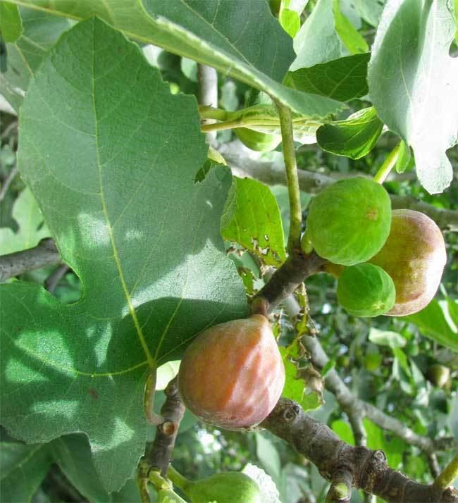 Common fig Common Fig Ficus carica