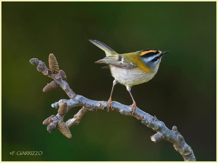 Common firecrest Gallery of Common Firecrest Regulus ignicapilla the Internet