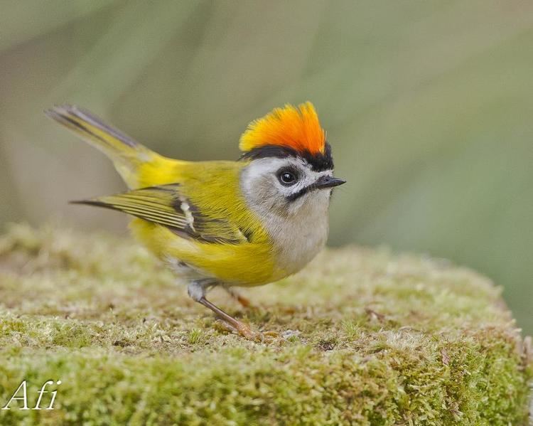 Common firecrest 1000 images about Formosan Firecrest The Flamecrest or Taiwan