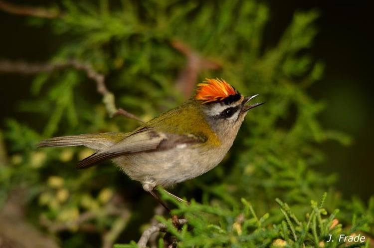Common firecrest Common Firecrest Regulus ignicapilla videos photos and sound