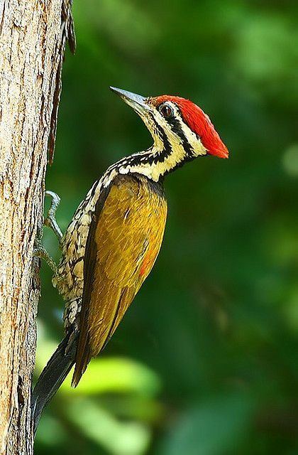Common flameback Common Flameback Woodpecker Dinopium javanense Flickr Photo