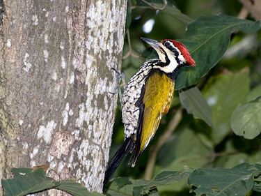 Common flameback Woodpeckers of SE Asia