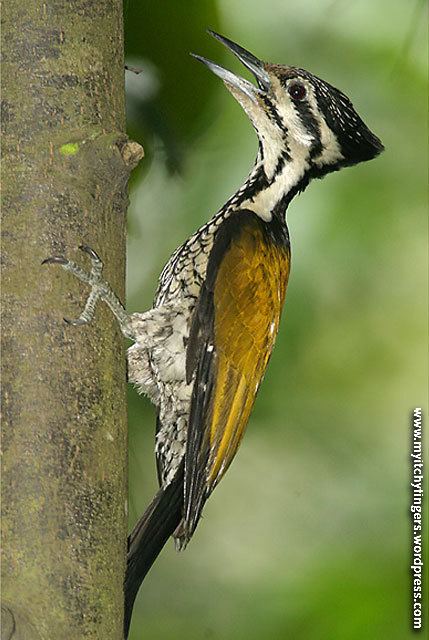 Common flameback Flame of the Forest Woody Woodpecker 4 My Itchy Fingers