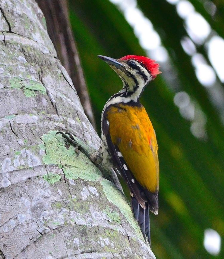 Common flameback Common flameback Bird Images background hd wallpapers