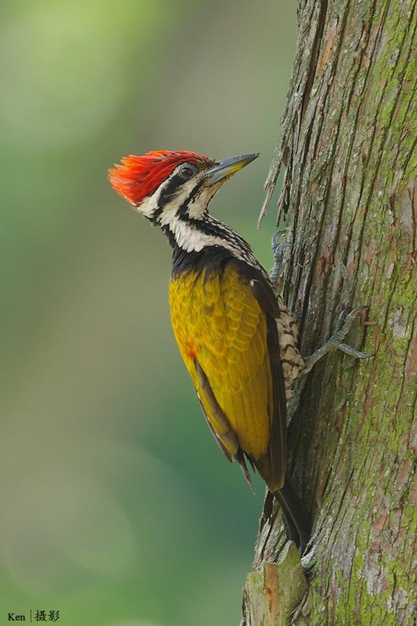 Common flameback Common Flameback Woodpecker male Ken Goh Flickr