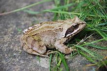 Common frog httpsuploadwikimediaorgwikipediacommonsthu