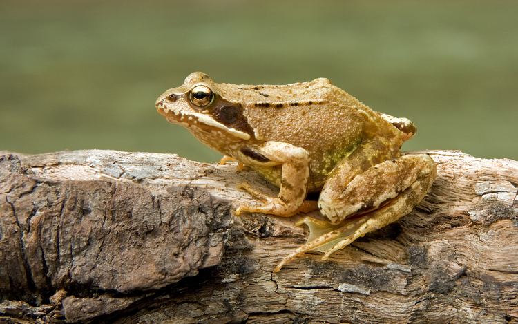 Common frog Common frog Wikipedia