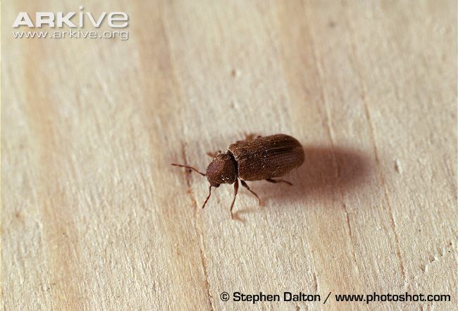 Common furniture beetle Furniture beetle videos photos and facts Anobium punctatum ARKive