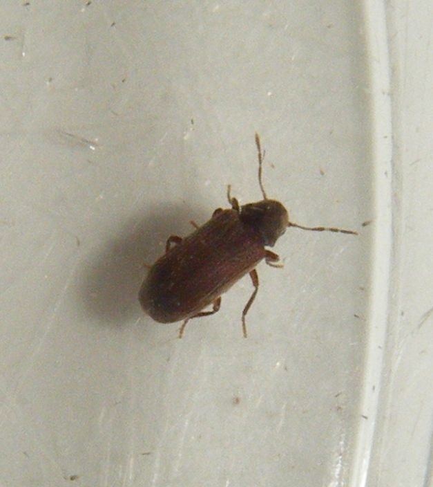 Common furniture beetle Common Furniture Beetle Anobium punctatum NatureSpot