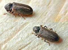 Common furniture beetle Common furniture beetle Wikipedia