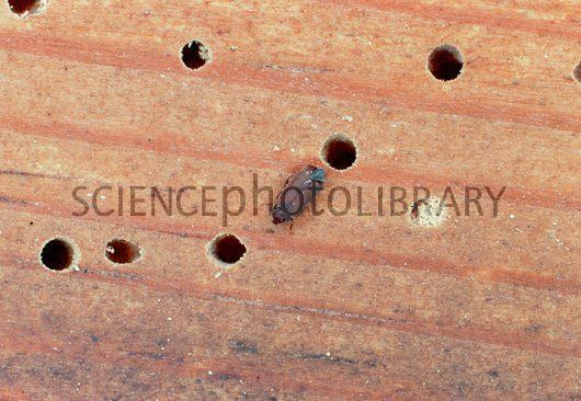 Common furniture beetle Common furniture beetle Stock Image C0016603 Science Photo Library
