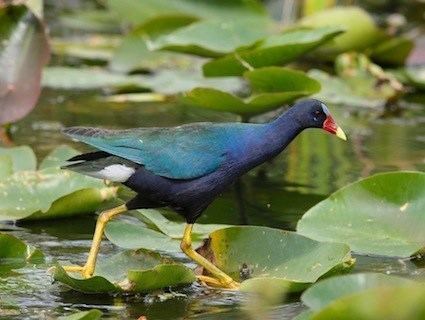 Common gallinule Common Gallinule Identification All About Birds Cornell Lab of