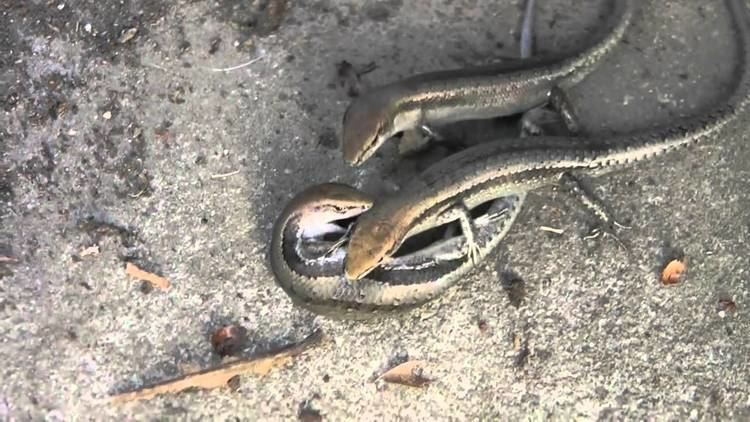Three Common garden skinks fighting on the ground with two of them biting each other.