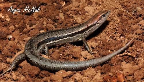A Common garden skink walking along a dry ground.