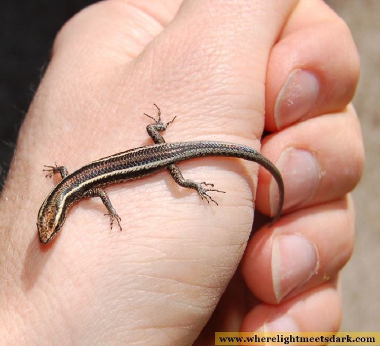A Common garden skink being held in the hands of a person.