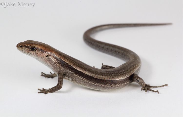 A Common garden skink as recognized by its brown color.