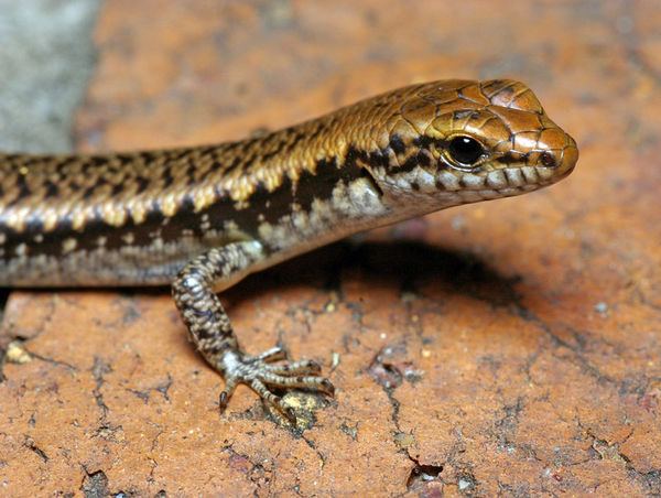 A Common garden skink with a lighter brown color and more dark brown patches.