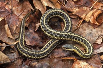 Common garter snake DEEP Common Gartersnake Fact Sheet