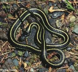 Common garter snake Reptiles of BC Common Garter Snake