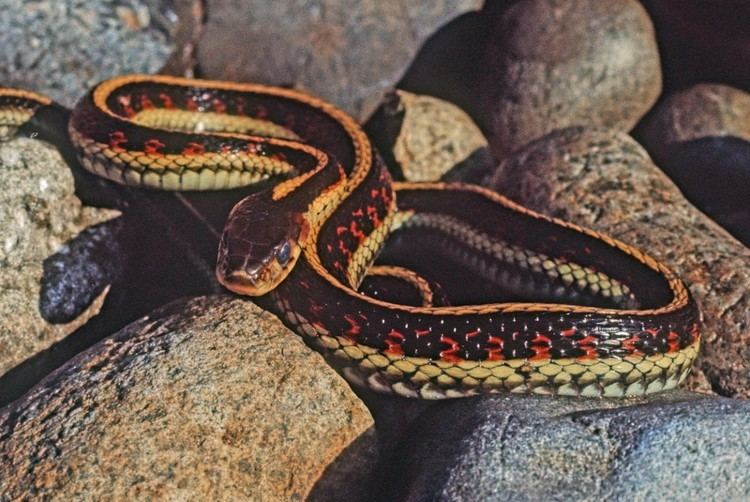 Common garter snake httpswwwpugetsoundedufilespagescommongart