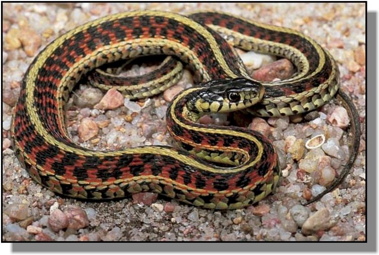 Common garter snake Common Garter Snakes in Kansas