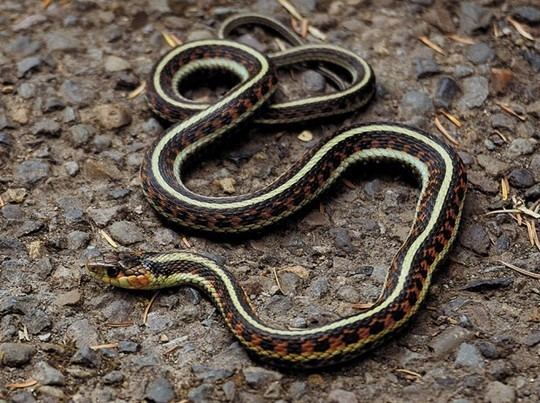 Common garter snake Common Garter Snake Facts and Pictures Reptile Fact