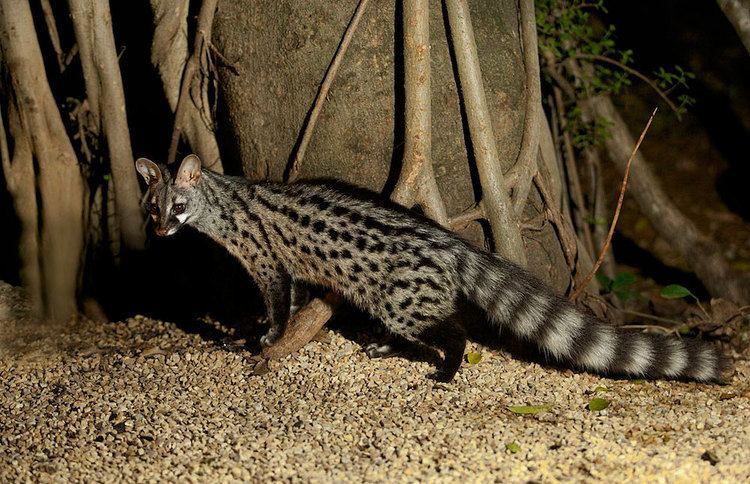 Common genet Believe it or Not This Animal Isn39t a Cat 7 Pictures Animal39s Look