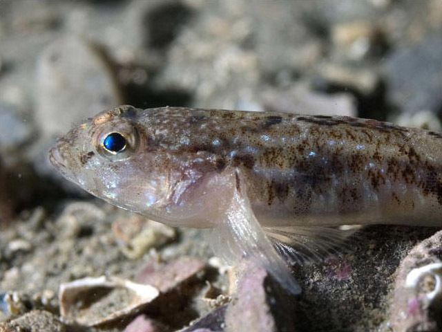 Common goby Common Goby Pomatoschistus microps