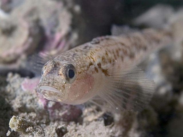 Common goby Common Goby Pomatoschistus microps