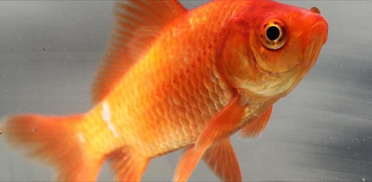 life span for comet fish and telescope goldfish