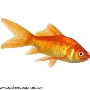 Common goldfish Common Goldfish Seahorse Aquariums Ltd