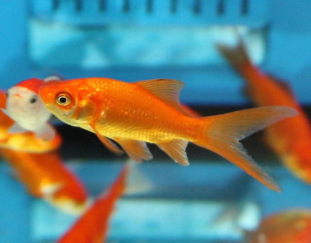 Common goldfish Common Goldfish Tips and Characteristics