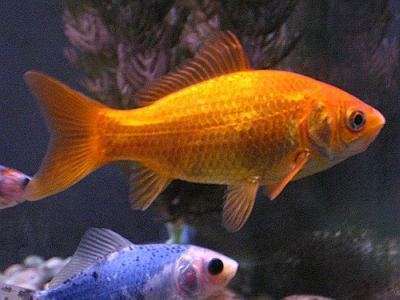 Common goldfish Common Goldfish