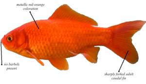 Common goldfish Common Goldfish encyclopedia article Citizendium