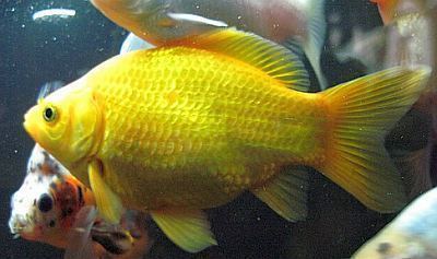Common goldfish Common Goldfish