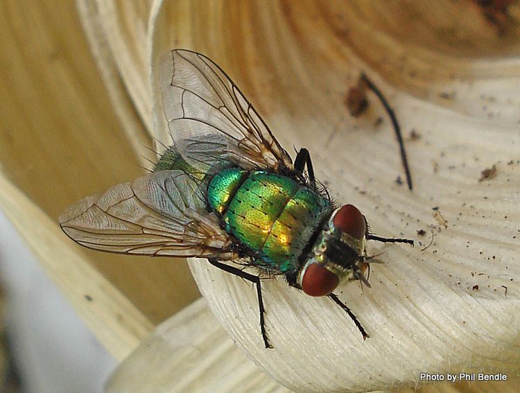 Common green bottle fly ketenewplymouthpeoplesnetworknzinfoimagefiles