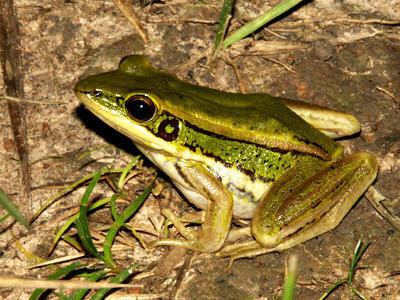 Common green frog wwwecologyasiacomimagesabccommongreenback17