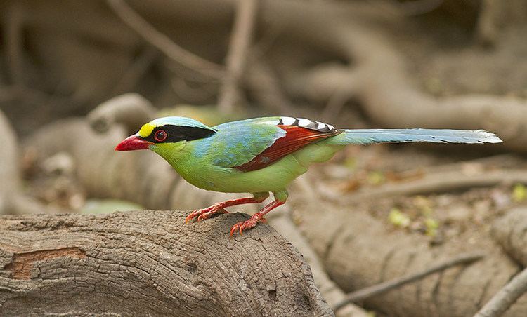 Common green magpie Common Green Magpie Peter Ericsson Flickr