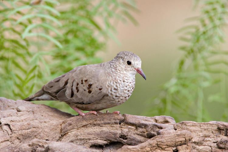 Common ground dove Common GroundDove Audubon Field Guide