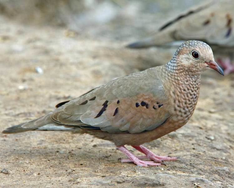 Common ground dove Common GroundDove Audubon Field Guide