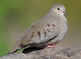 Common ground dove Common GroundDove Identification All About Birds Cornell Lab of