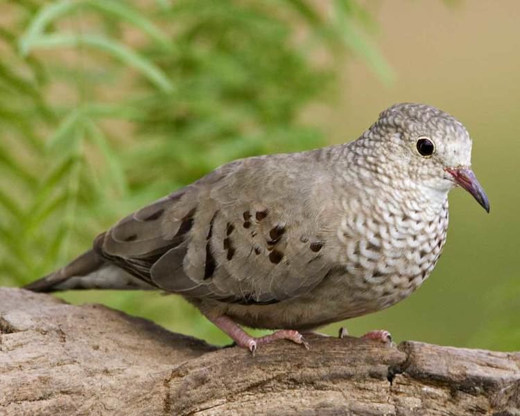 Common ground dove d2fbmjy3x0sduacloudfrontnetsitesdefaultfiles