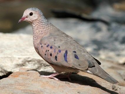 Common ground dove Common GroundDove Identification All About Birds Cornell Lab of