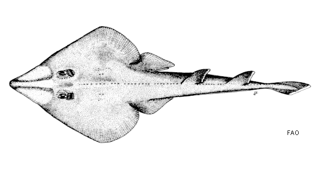 Common guitarfish Guitarfish Going Under Irregular Times