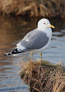 Common gull httpsuploadwikimediaorgwikipediacommonsthu